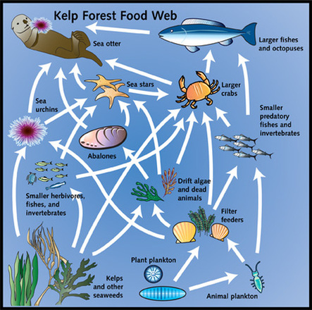 Food Web - Kelp Forest--Aquatic Biology